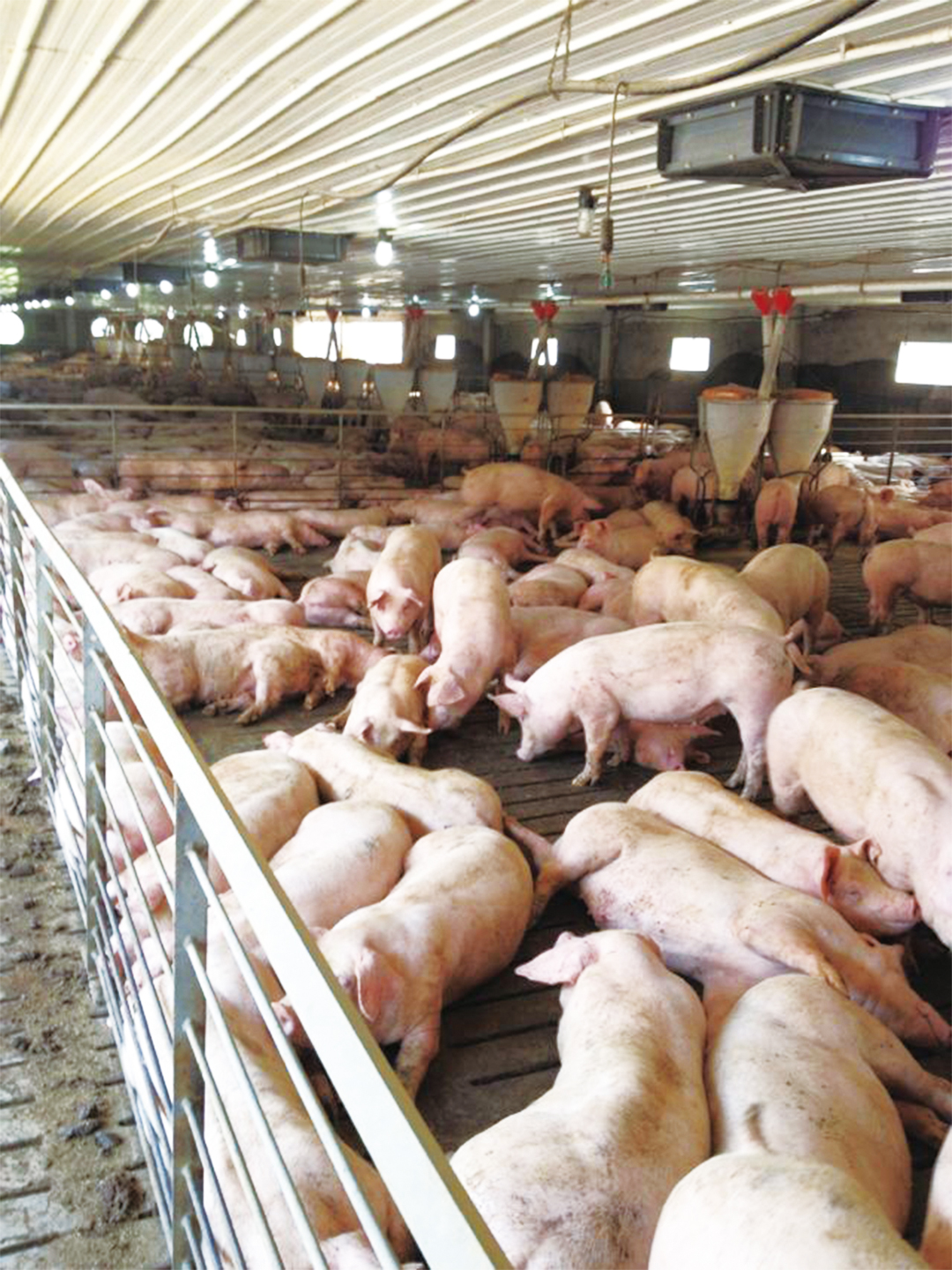 Integration and analysis of pig farm problems