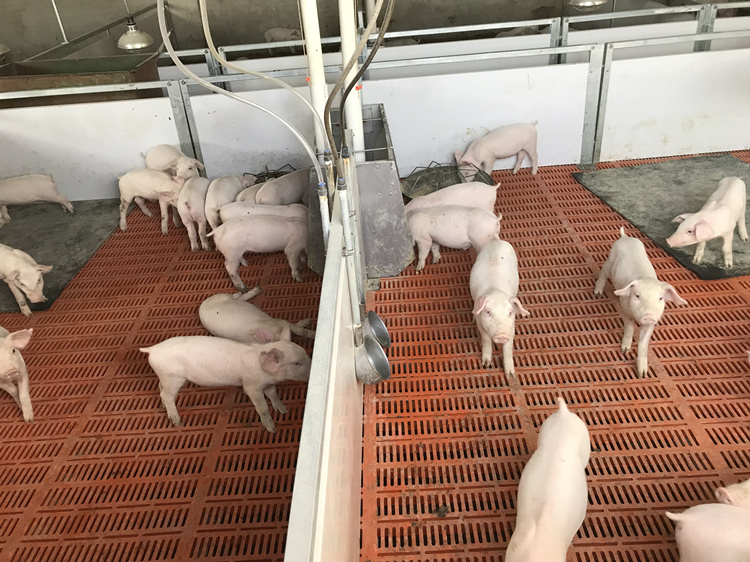 Pig farming to know the classic quotations, can save your pig farm loss!