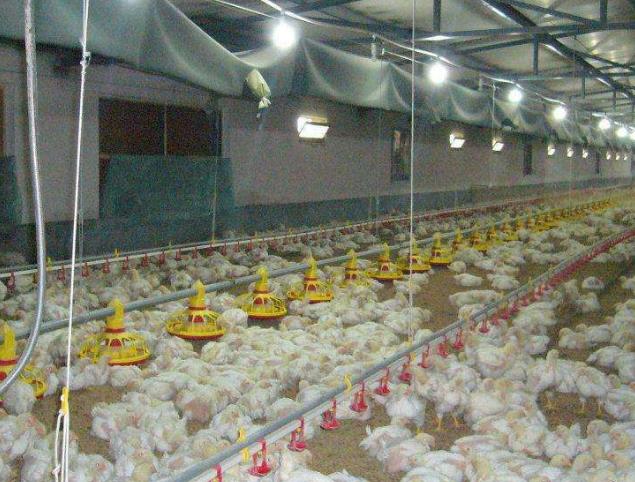 How to maintain the chain and bearing of chicken raising equipment?