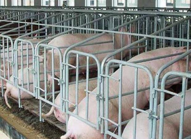 Four Misunderstandings in pig health care