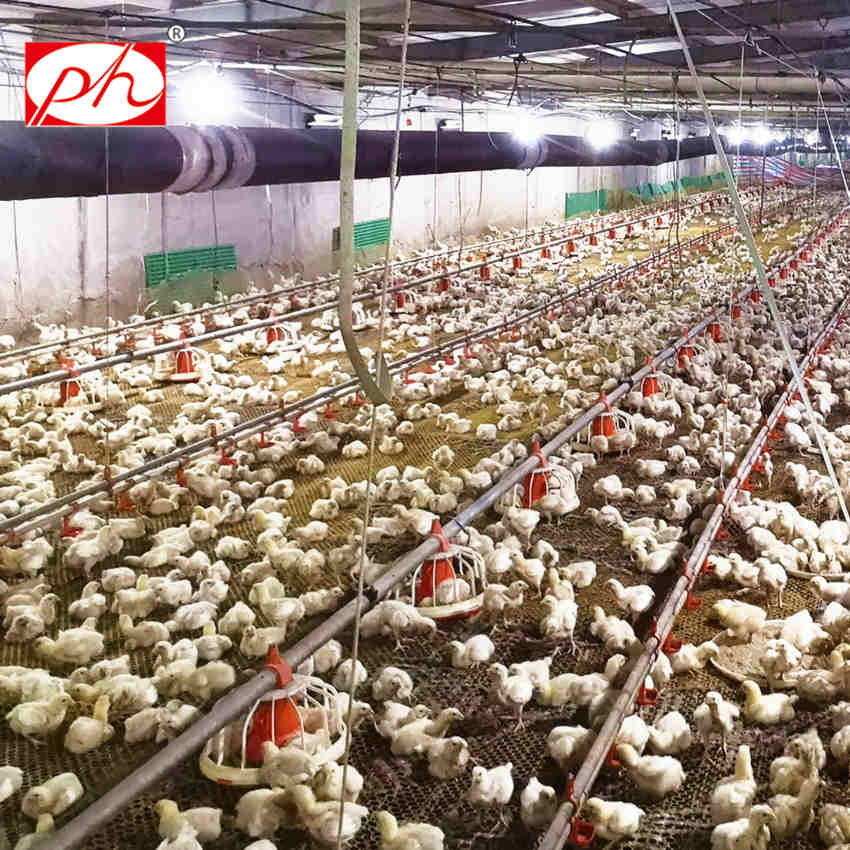 Broiler equipment chicken feeding system in poultry farm