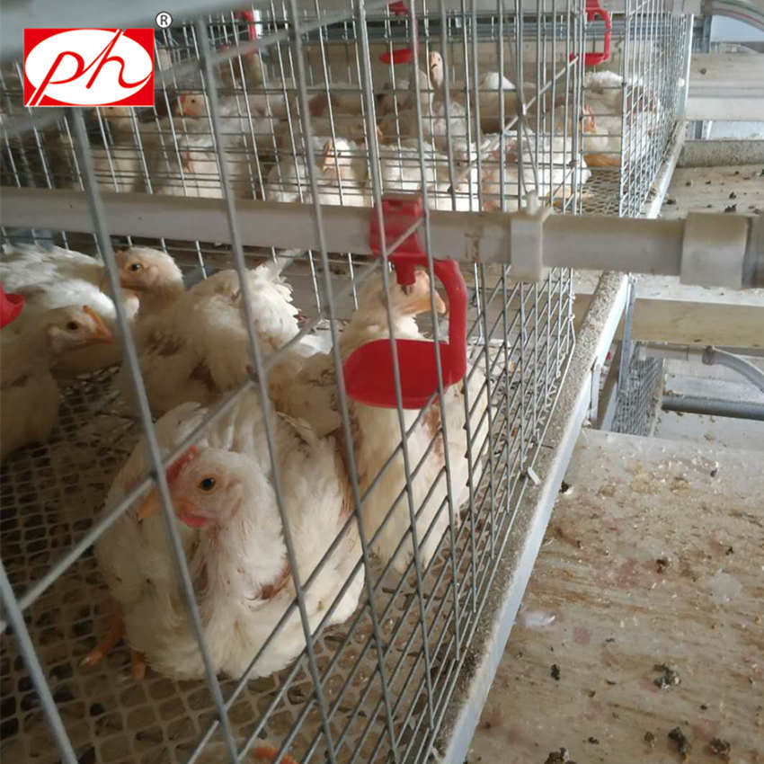 Broiler cage poultry equipment - Qingdao Puhui Agriculture and Animal  Husbandry Science and Technology Co., Ltd.